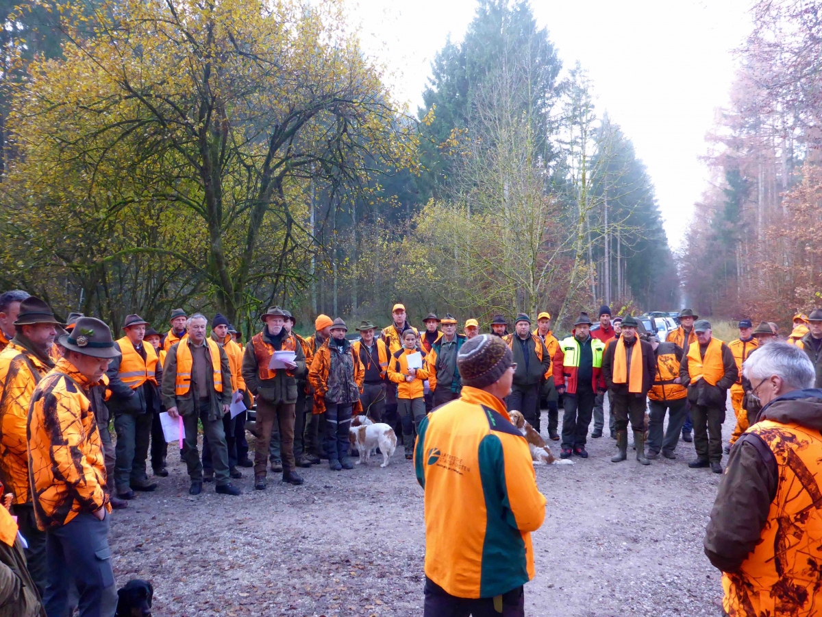 Treibjagd - Versicherung - Deutsche Jagd Finanz